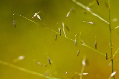 Muhlenbergia sinuosa, photographed by Cecelia Alexander