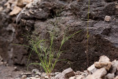 Muhlenbergia sinuosa, photographed by Cecelia Alexander