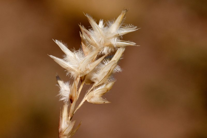 Erioneuron avenaceum, photographed by Cecelia Alexander