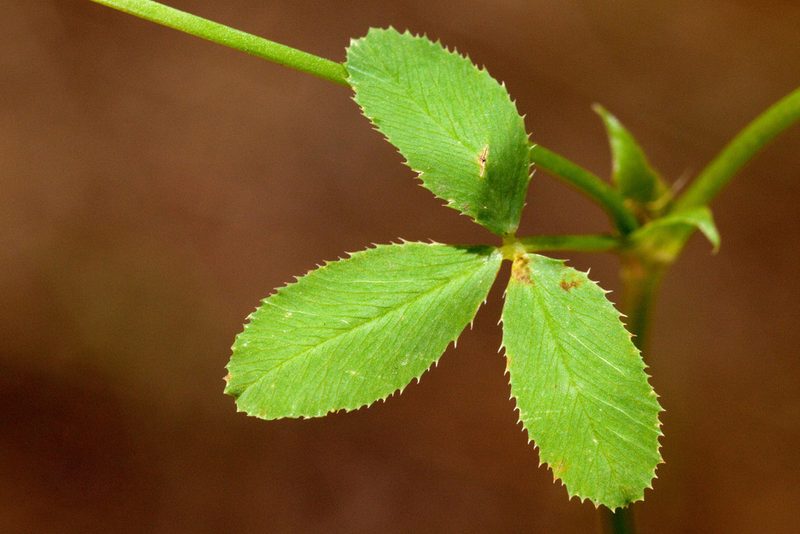 Trifolium pinetorum, photographed by Cecelia Alexander