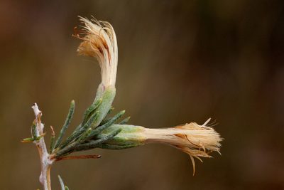 Tetradymia filifolia, photographed by Cecelia Alexander