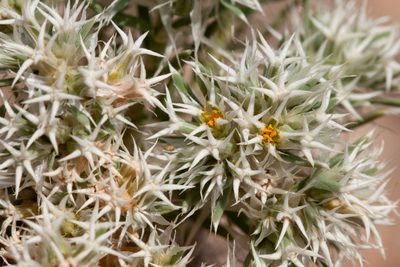 Paronychia wilkinsonii, photographed by Cecelia Alexander