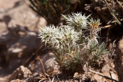 Paronychia wilkinsonii, photographed by Cecelia Alexander