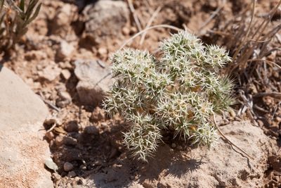 Paronychia wilkinsonii, photographed by Cecelia Alexander