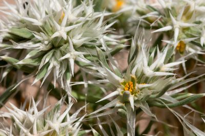 Paronychia wilkinsonii, photographed by Cecelia Alexander
