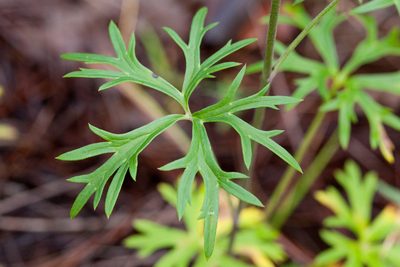 Delphinium scopulorum, photographed by Cecelia Alexander