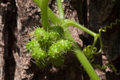 Sicyos laciniatus, photographed by Cecelia Alexander