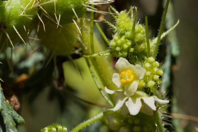 Sicyos laciniatus, photographed by Cecelia Alexander