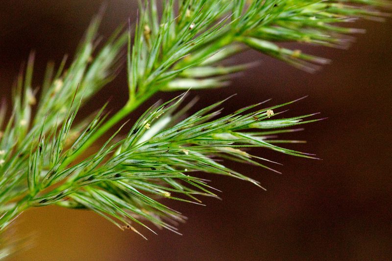Muhlenbergia racemosa, photographed by Cecelia Alexander