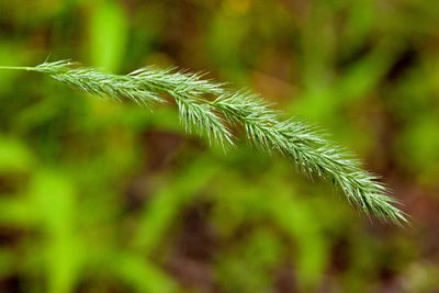 Muhlenbergia racemosa, photographed by Cecelia Alexander