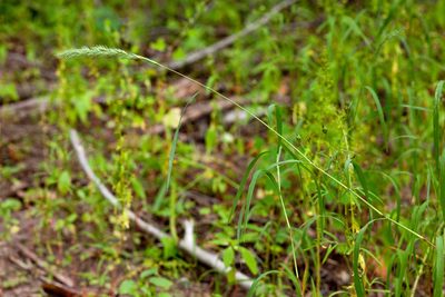 Muhlenbergia racemosa, photographed by Cecelia Alexander