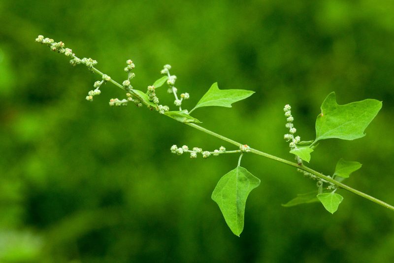 Chenopodium fremontii, photographed by Cecelia Alexander