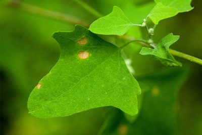 Chenopodium fremontii, photographed by Cecelia Alexander