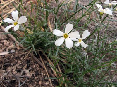 Phlox tenuifolia, photographed by Katja Schulz