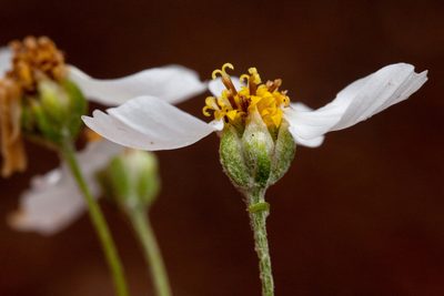 Hymenopappus biennis, photographed by Cecelia Alexander