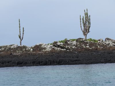 Jasminocereus thouarsii, photographed by Juan Carlos Caicedo Hernández