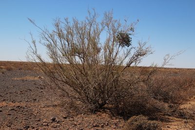 Parkinsonia africana, photographed by Tony Rebelo
