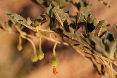 Chamaesaracha pallida, photographed by Cecelia Alexander
