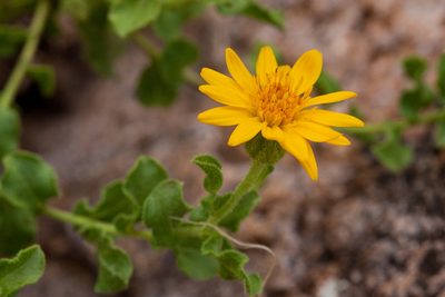 Heterotheca viscida, photographed by Cecelia Alexander