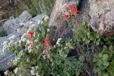 Castilleja organorum, photographed by Cecelia Alexander
