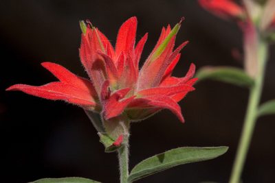 Castilleja organorum, photographed by Cecelia Alexander