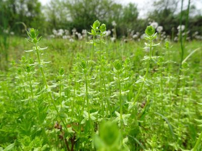 Cruciata pedemontana, photographed by Thomas Koffel