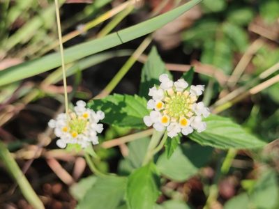Lantana achyranthifolia, photographed by Liliana Ramírez-Freire