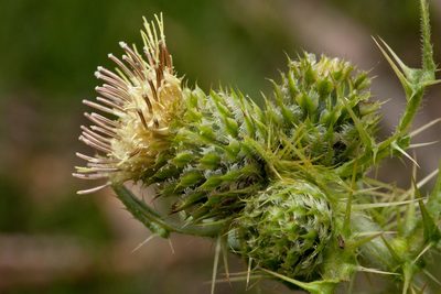 Cirsium parryi, photographed by Cecelia Alexander