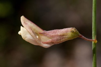 Peteria scoparia, photographed by Cecelia Alexander