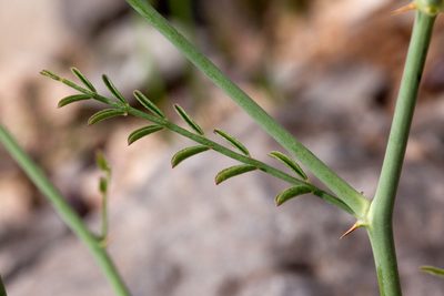 Peteria scoparia, photographed by Cecelia Alexander