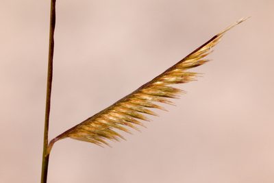 Bouteloua breviseta, photographed by Cecelia Alexander