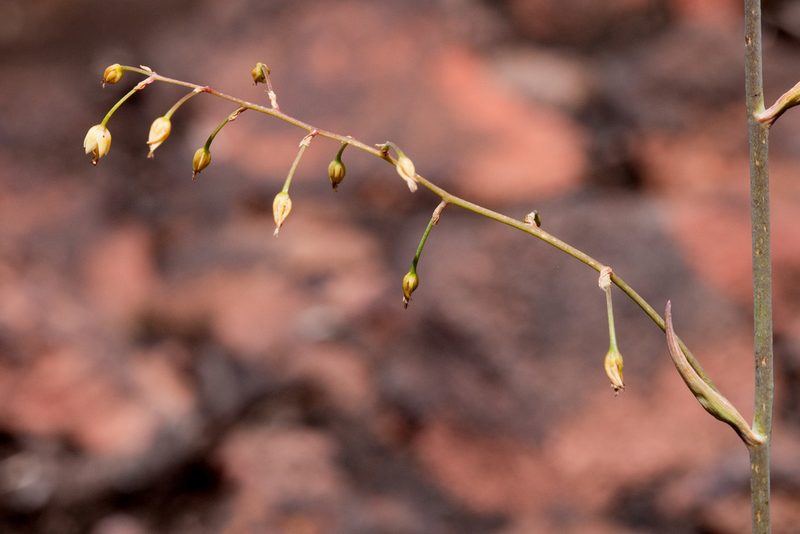 Anticlea virescens, photographed by Cecelia Alexander