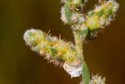 Bassia hyssopifolia, photographed by Cecelia Alexander