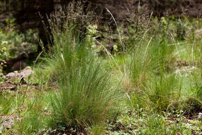 Festuca arizonica, photographed by Cecelia Alexander