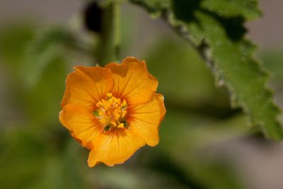 Abutilon parvulum, photographed by Cecelia Alexander