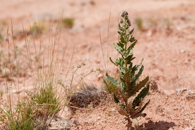 Phacelia sivinskii, photographed by Cecelia Alexander
