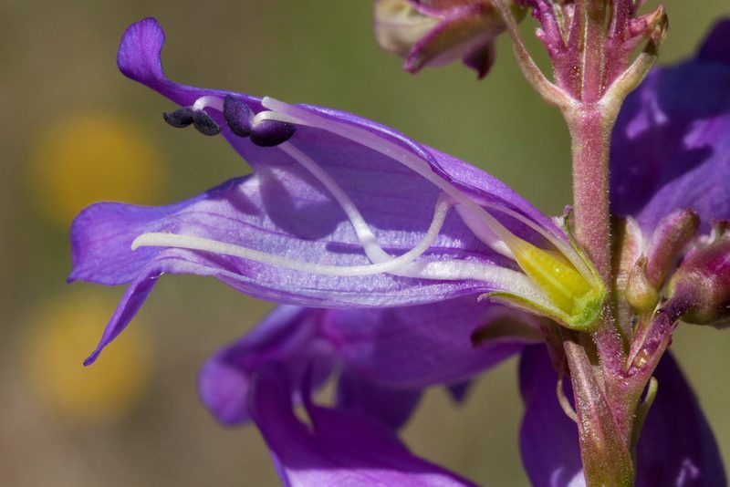 Penstemon deaveri, photographed by Cecelia Alexander