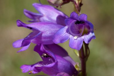 Penstemon deaveri, photographed by Cecelia Alexander