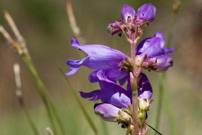 Penstemon deaveri, photographed by Cecelia Alexander