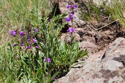 Penstemon deaveri, photographed by Cecelia Alexander