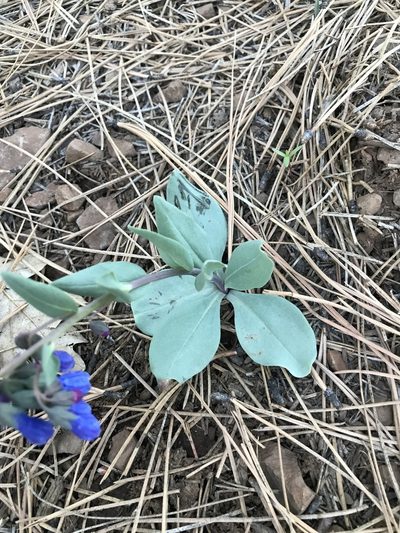 Mertensia macdougalii, photographed by brettaugust