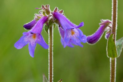 Penstemon oliganthus, photographed by Cecelia Alexander