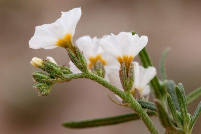 Euploca greggii, photographed by Cecelia Alexander