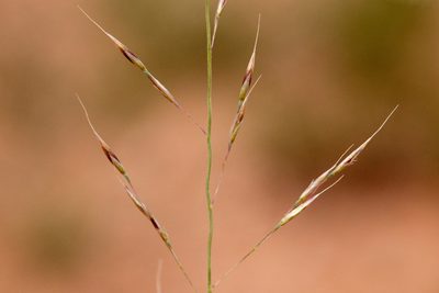 Muhlenbergia torreyi, photographed by Cecelia Alexander