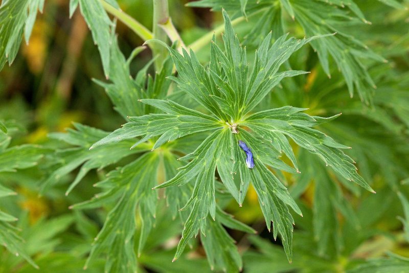 Delphinium geraniifolium, photographed by Cecelia Alexander