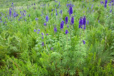 Delphinium geraniifolium, photographed by Cecelia Alexander