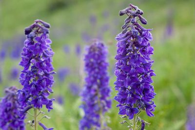 Delphinium geraniifolium, photographed by Cecelia Alexander