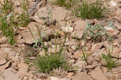 Erioneuron avenaceum, photographed by Cecelia Alexander