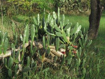Opuntia elata, photographed by Gustavo Puente
