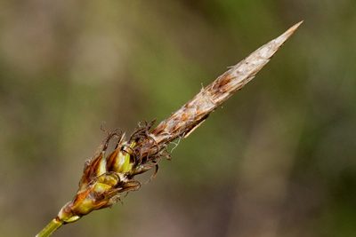 Carex oreocharis, photographed by Cecelia Alexander